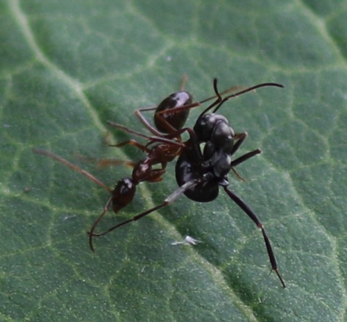 Black and Red Ants fighting 
on Milkweed leaf